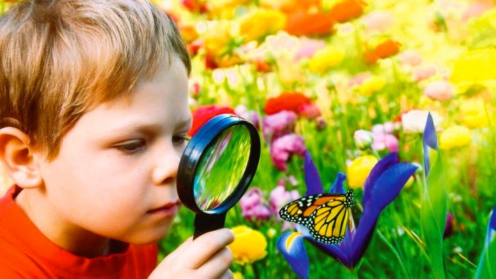 Boy looking at a butterfly