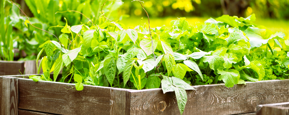 Benefits of Raised Garden