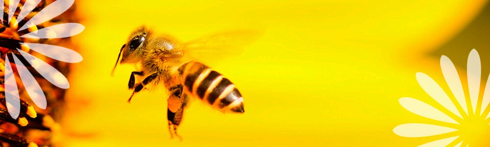Attracting Pollinators