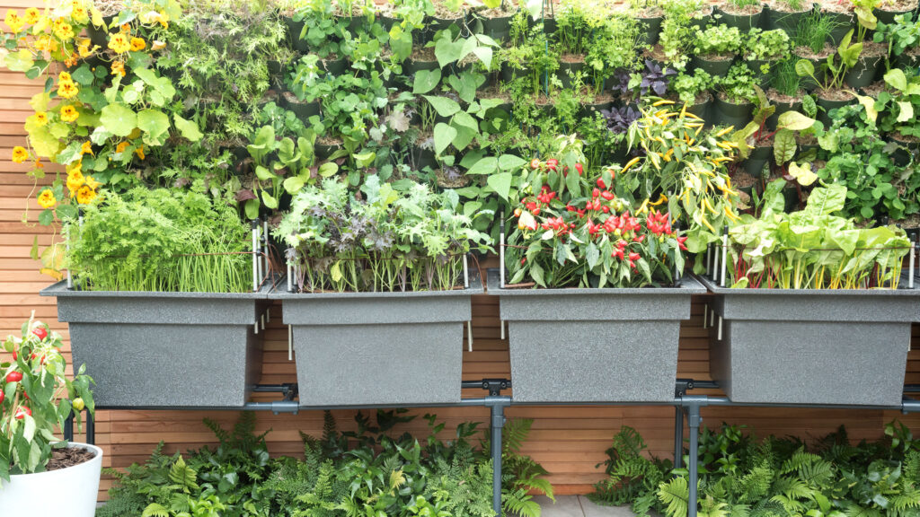 Plants in pots