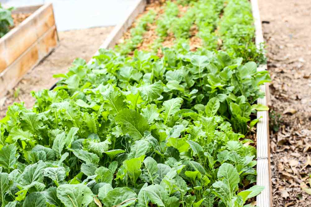 Growing lettuce in the garden