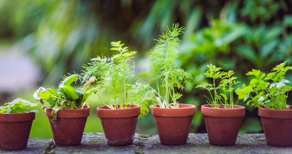 Plants in pots