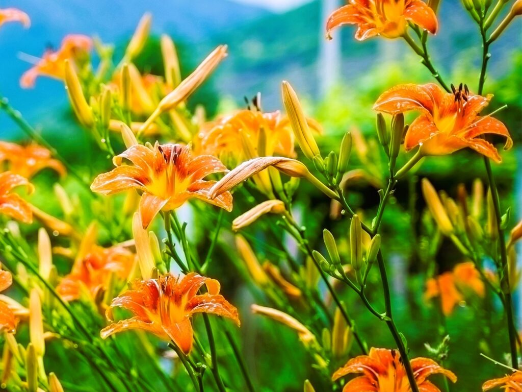 Designing Your Perennial Garden