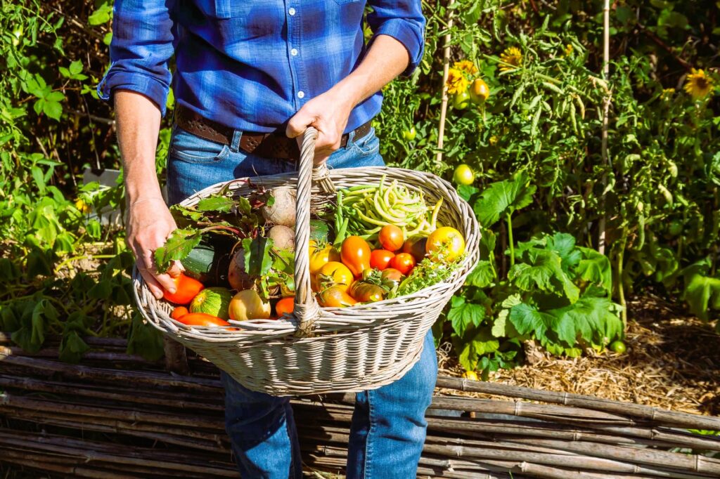 harvest basket