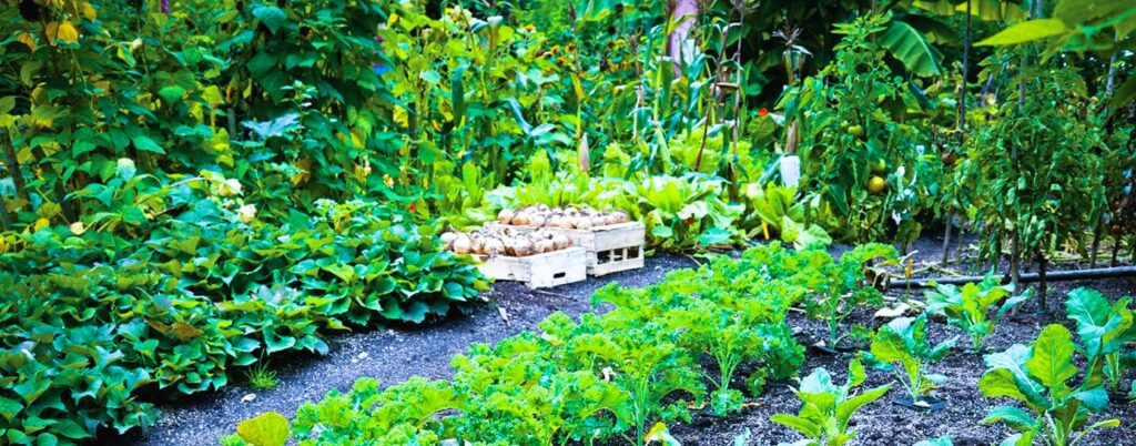 Prepare the Soil