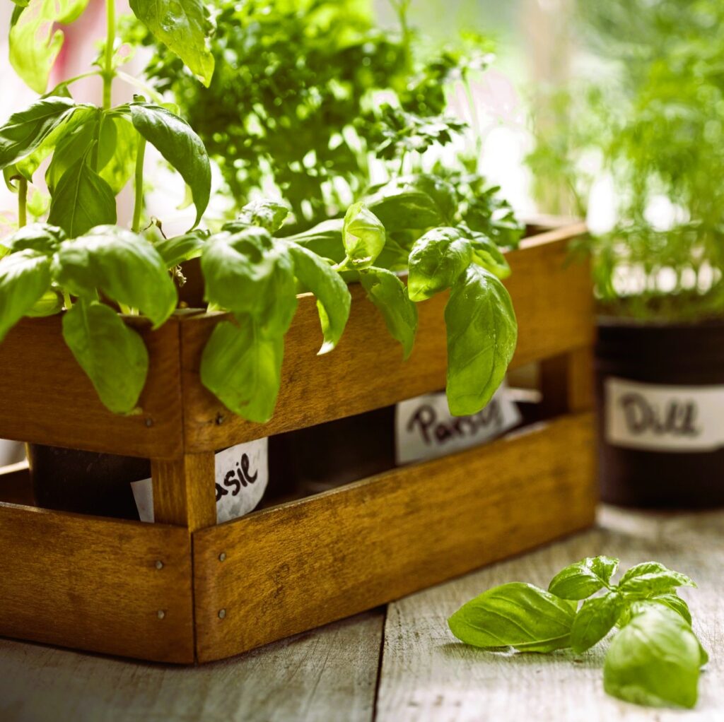 Growing plants