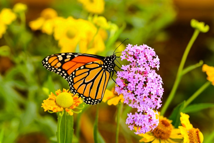 monarch butterfly
