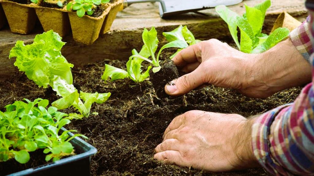 plant vegetable garden