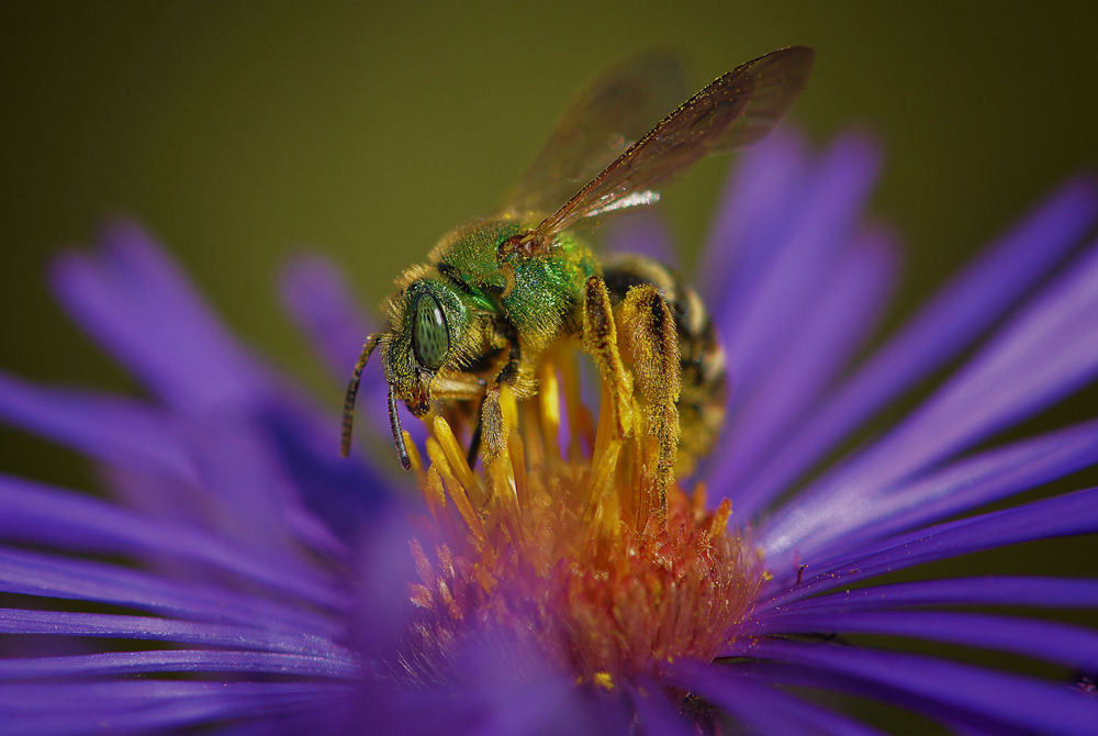 bee pollinating a flower