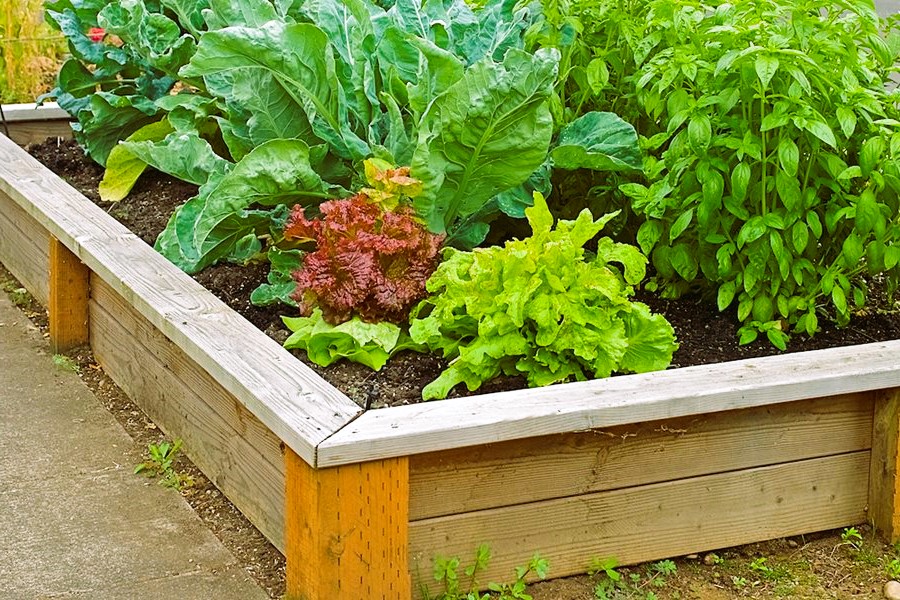 raised bed garden growing