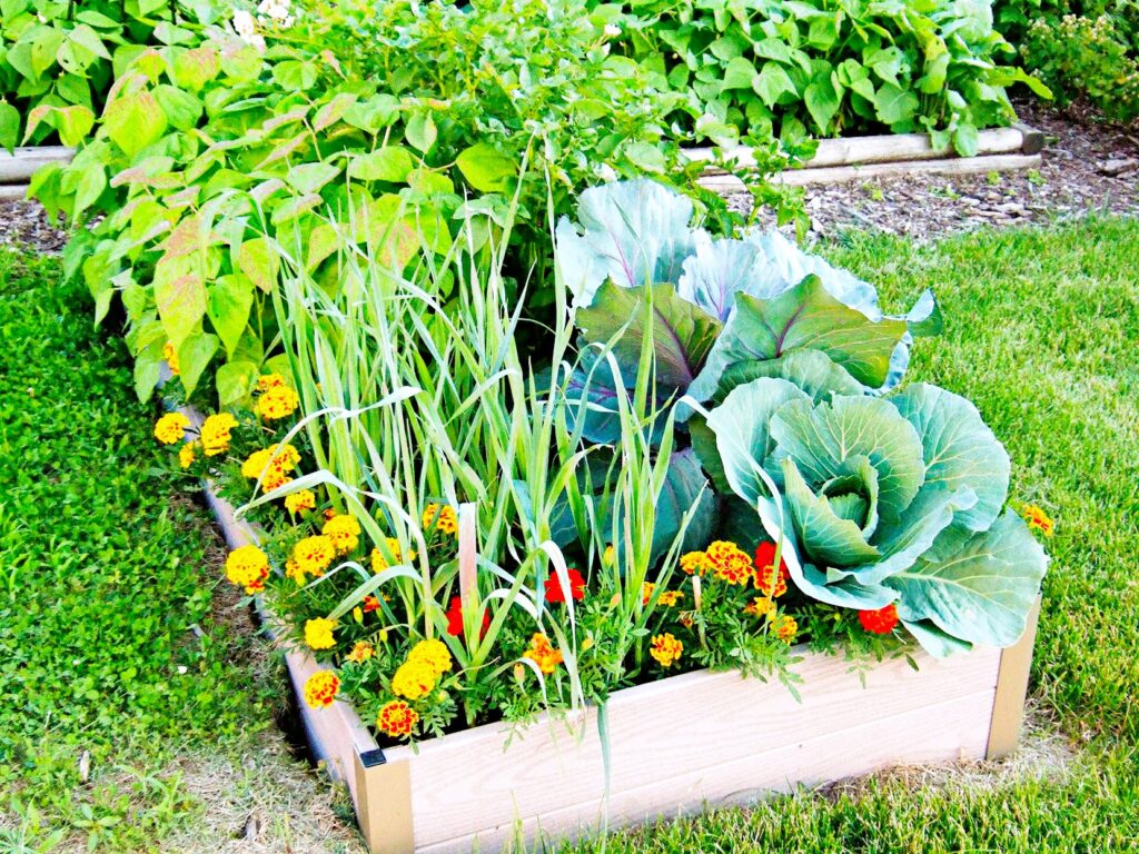 raised bed vegetable