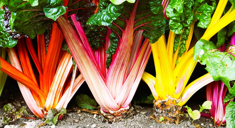 swiss chard